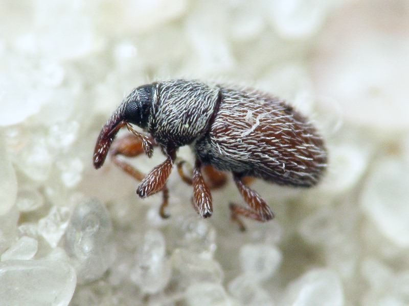 Mecinus pascuorum (Gyllenhal, 1813)